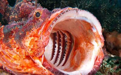 10 Dinge, die du nicht über Skorpionfische wusstest
