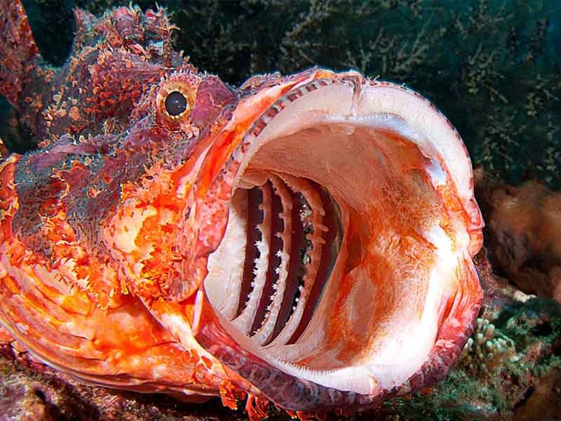 Skorpionfish